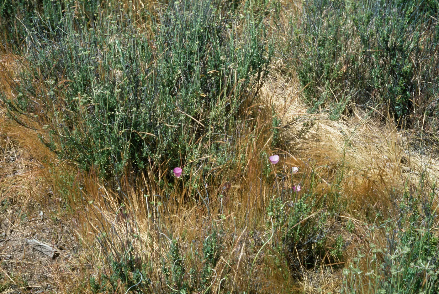 Calochortus palmeri var. munzii Habitat Hwy 74, Mile 60