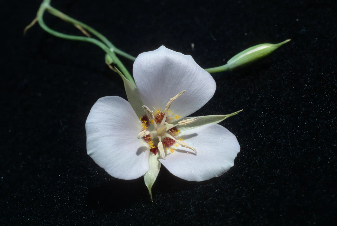 Calochortus palmeri var. munzii, Hwy 74, Mile 70