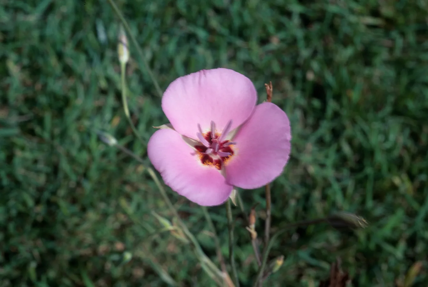 Calochortus palmeri var. munzii, Hwy 74, Mile 74