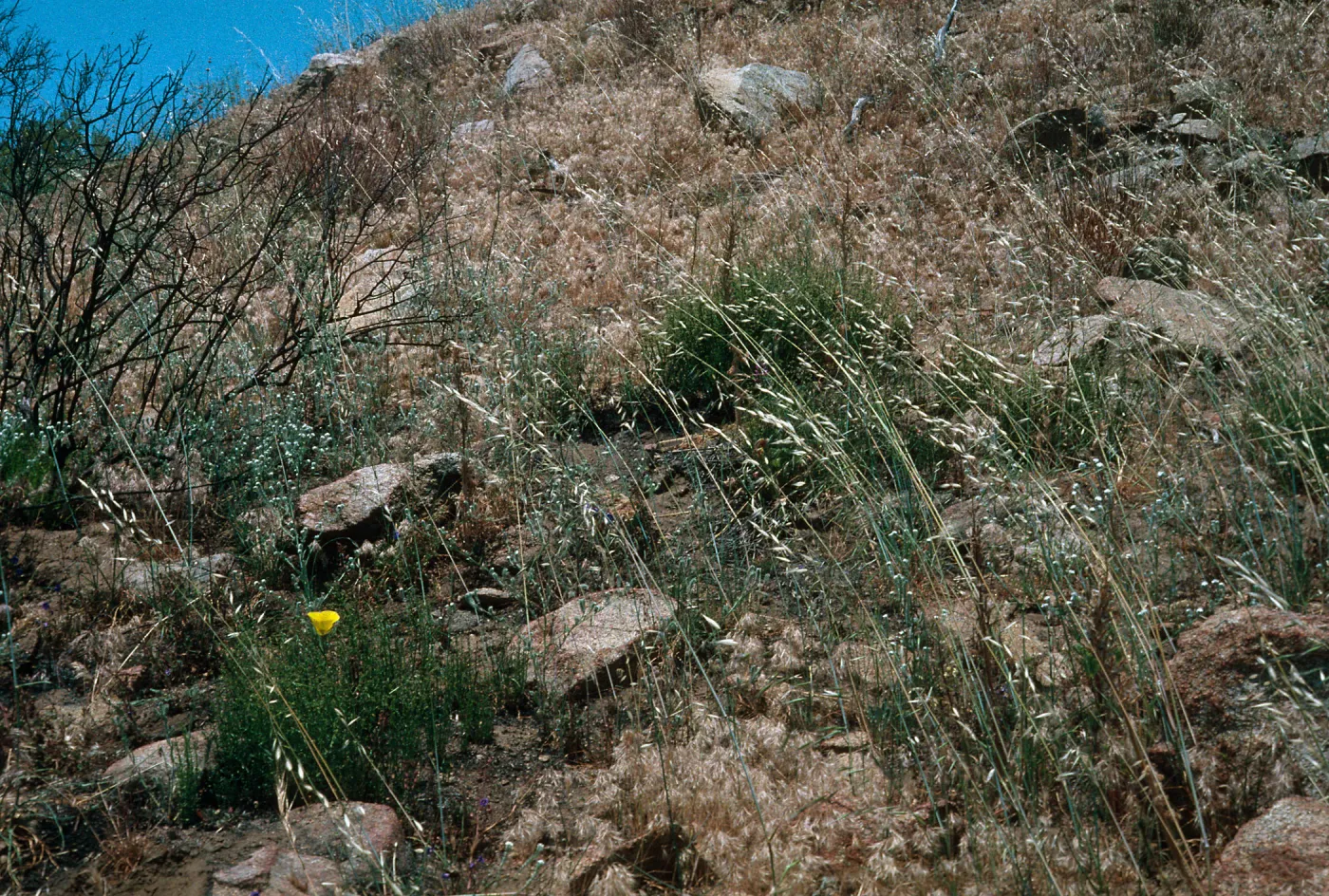 Calochortus concolor Habitat, Palomar Mountain, Cleveland National Forest