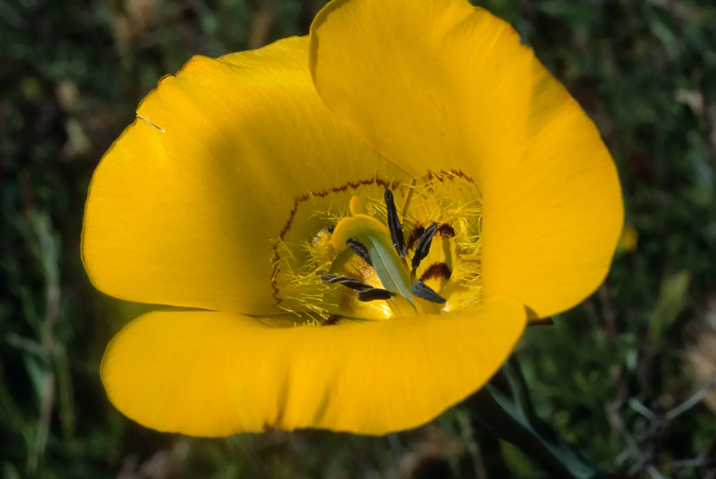 Calochortus clavatus var. gracilis; Newhall Ranch; Los Angeles County
