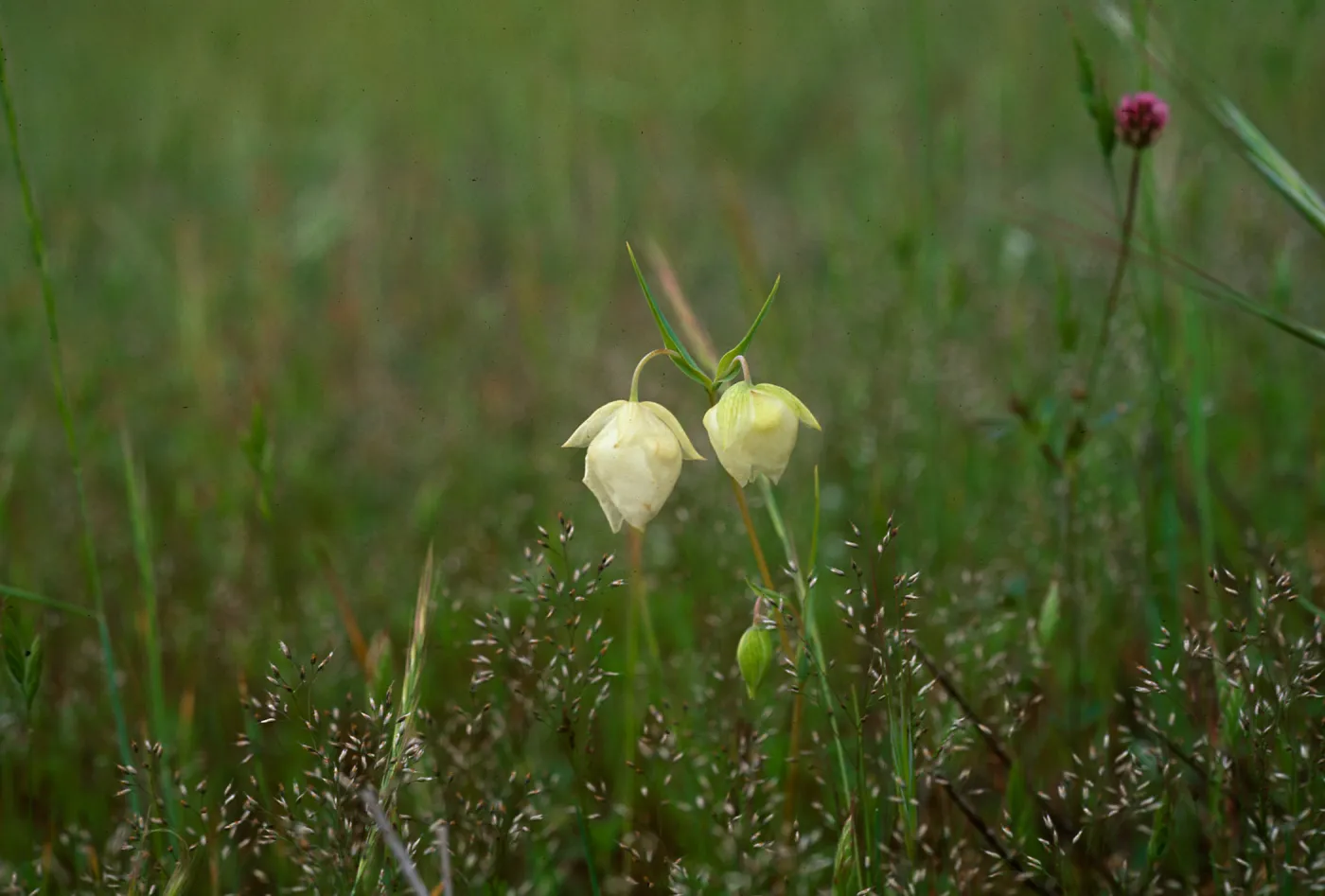 Calochortus albus 