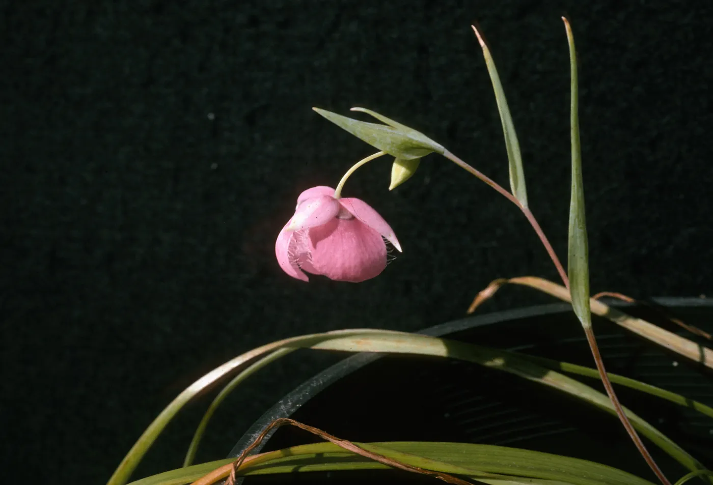 Calochortus amoenus