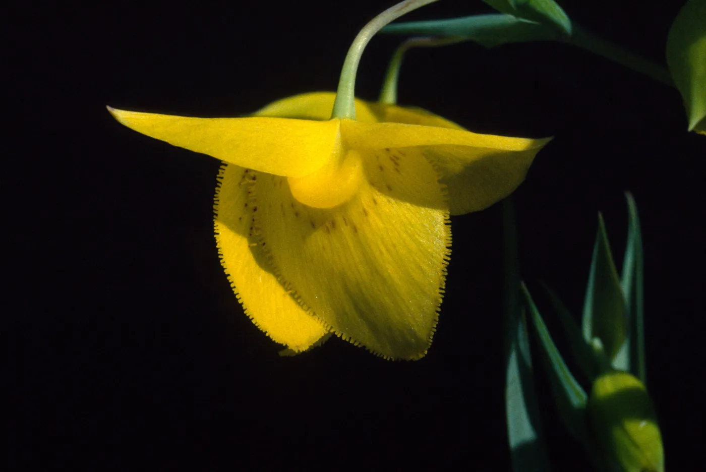 Calochortus 