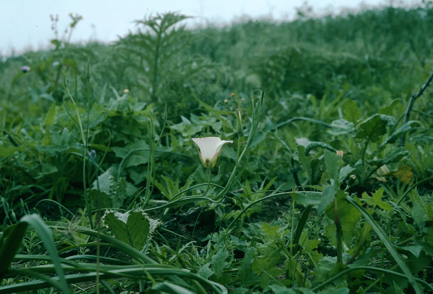 Calochortus catalinae