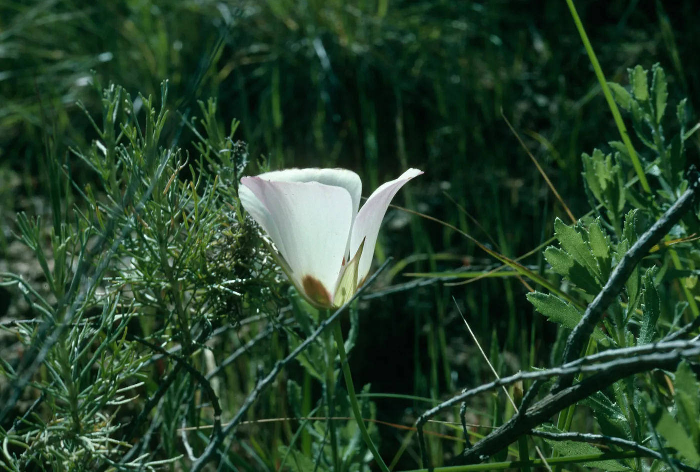Calochortus catalinae, Santa Ana Mountains, Starr Ranch, National Audubon Soc. Bell Creek junction of Leslie Love Trail, Orange County