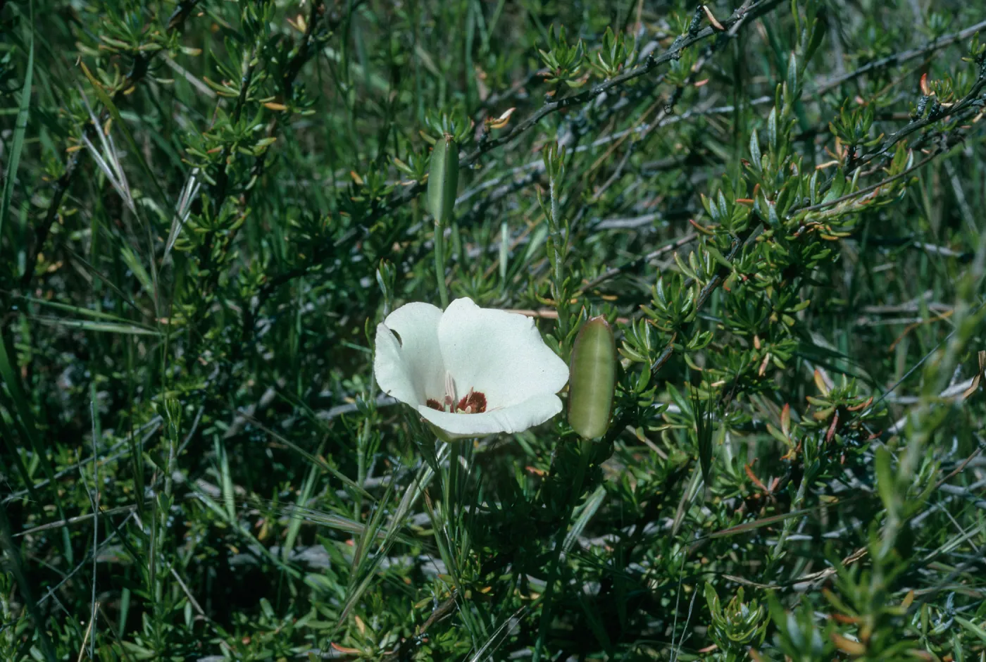 Calochortus catalinae, Santa Ana Mountains, Starr Ranch, National Audubon Soc. Bell Creek junction of Leslie Love Trail, Orange County