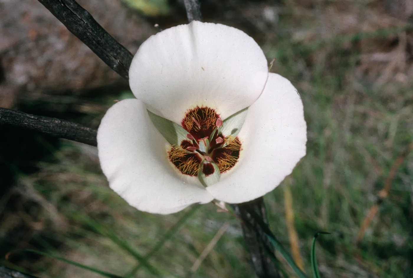 Calochortus catalinae