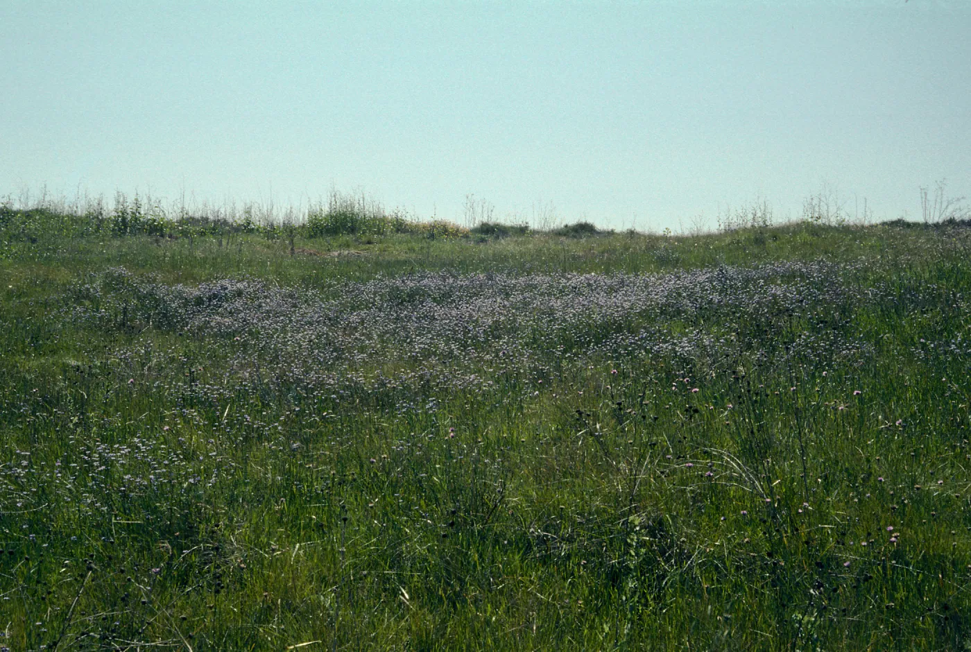 Sisyrinchium bellum. UCI Preserve, Orange County