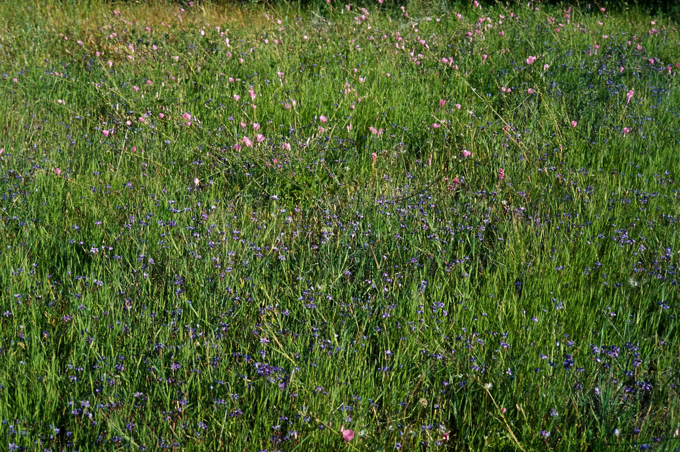 Sisyrinchium bellum, Box Canyon along San Marcos Creek South of Alga Road, Eastern Carlsbad, San Diego County