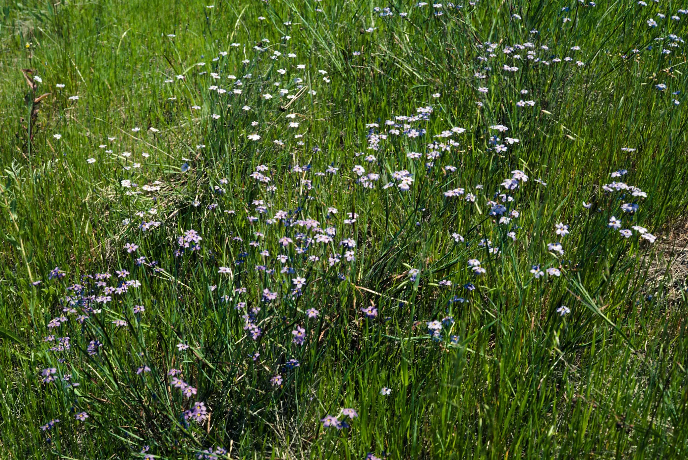 Sisyrinchium bellum , UCI, Orange County
