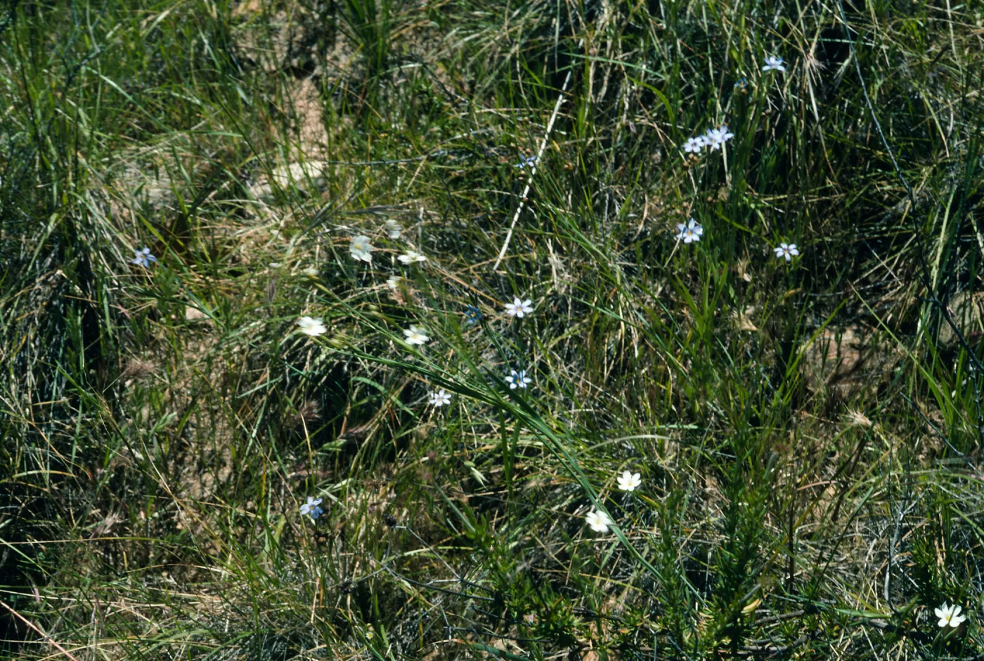 Sisyrinchium bellum