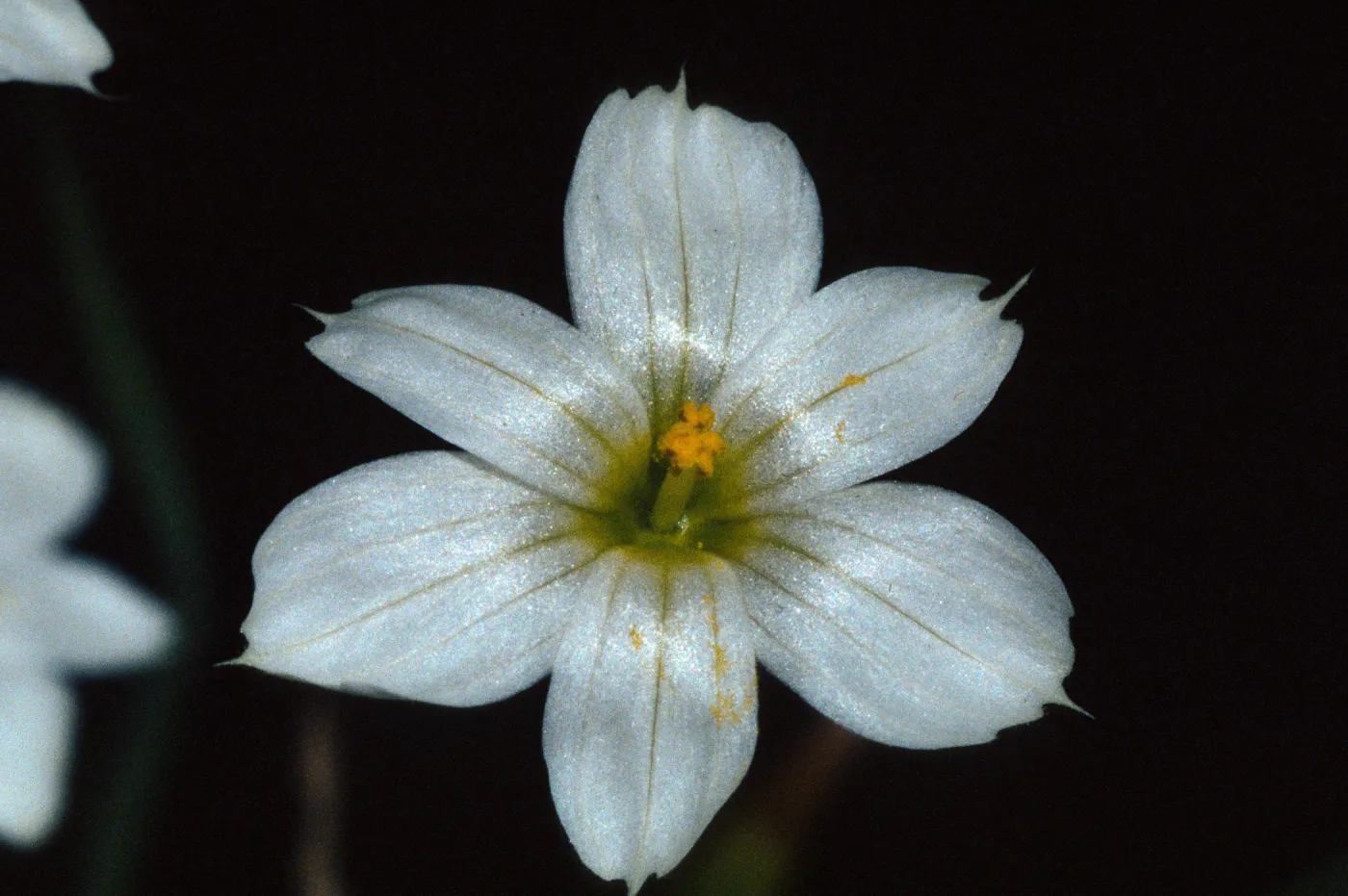 Sisyrinchium bellum 