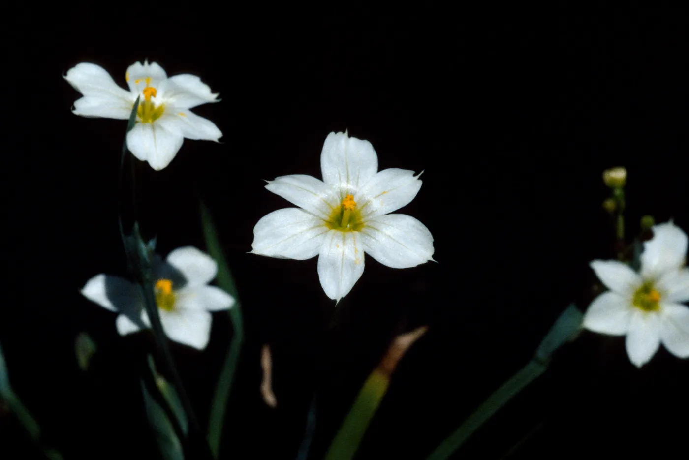 Sisyrinchium bellum 