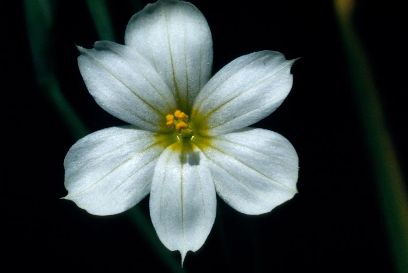 Sisyrinchium bellum 