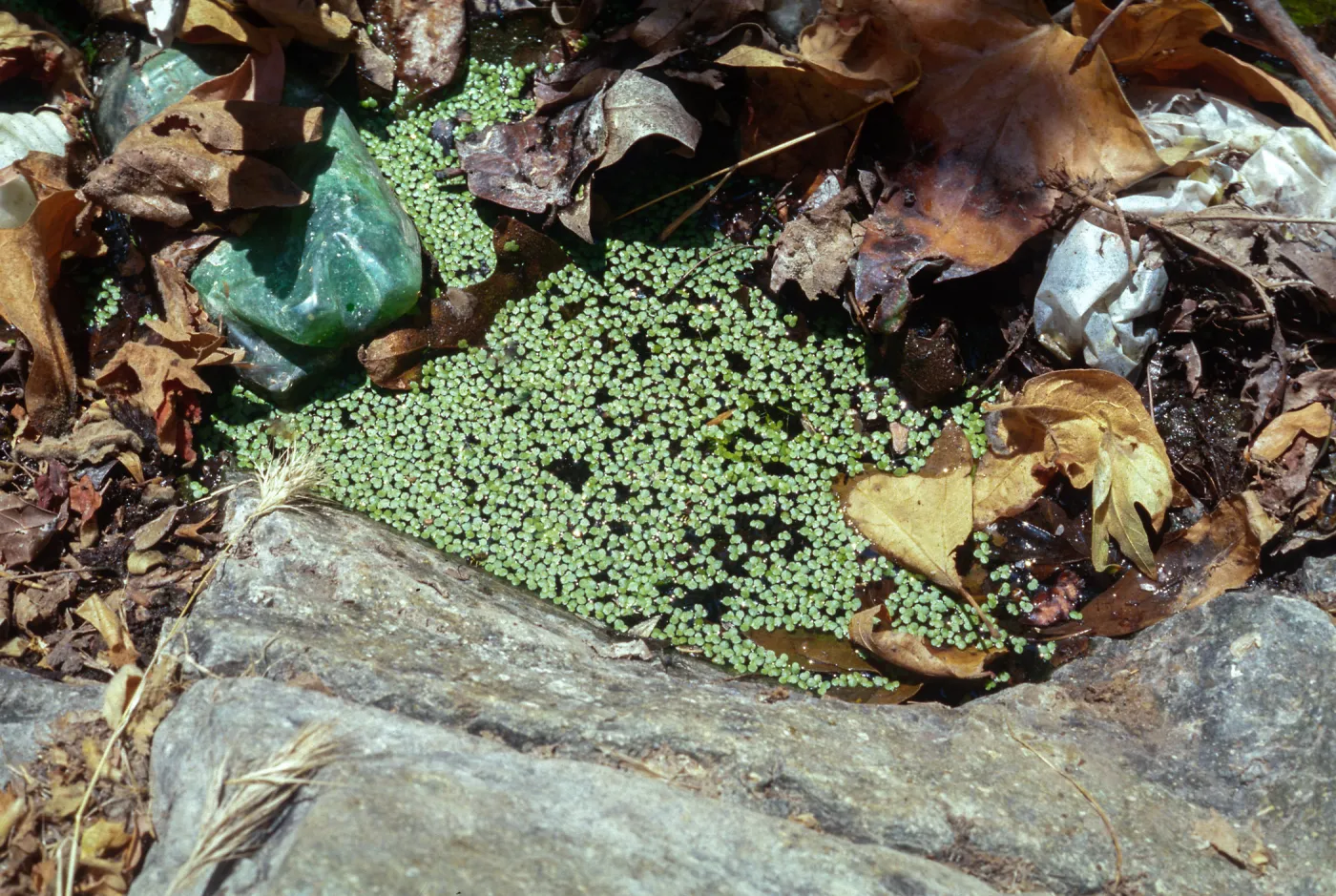 Lemna gibba, Otay Mountain
