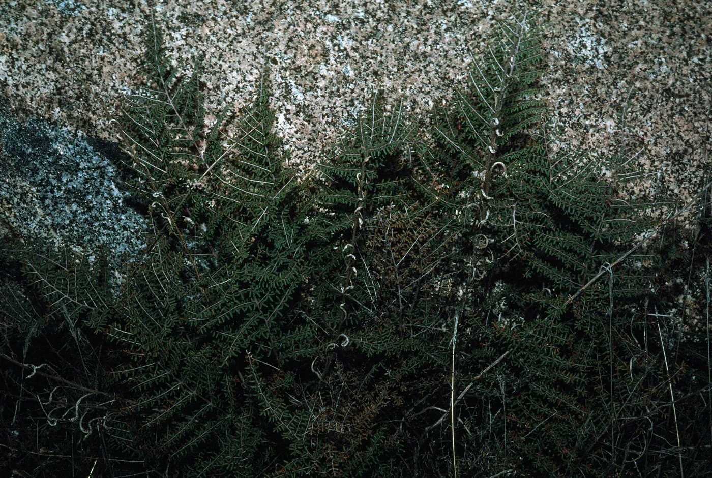 Adiantum jordanii, Gavilan Hills near Riverside, Riverside County