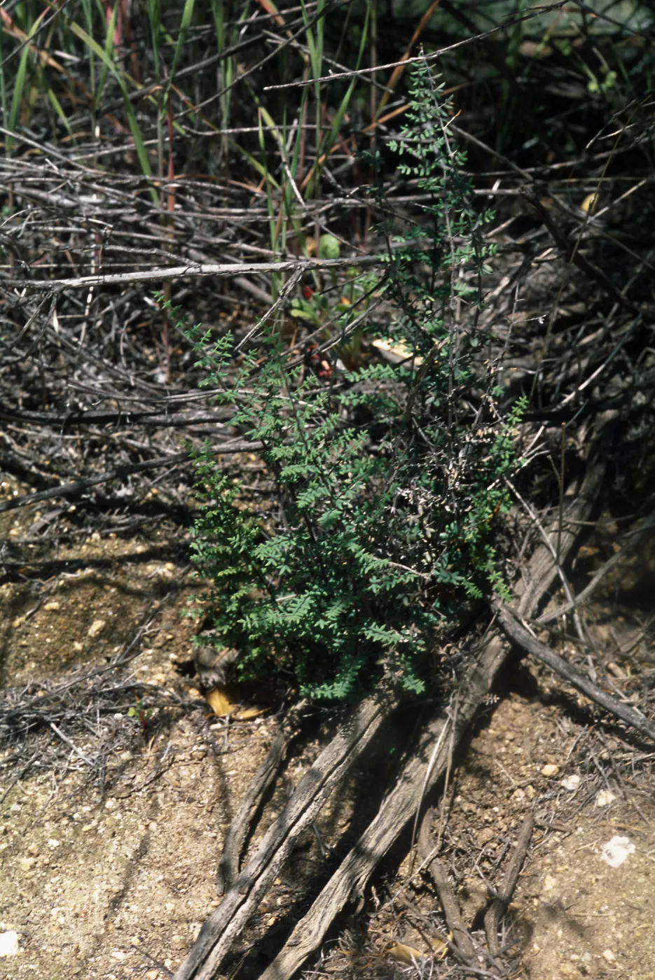 Pellaea mucronata, Cleveland National Forest, North side of Hauser Mtn, south of Morena Lake and northwest of Cameron Corners