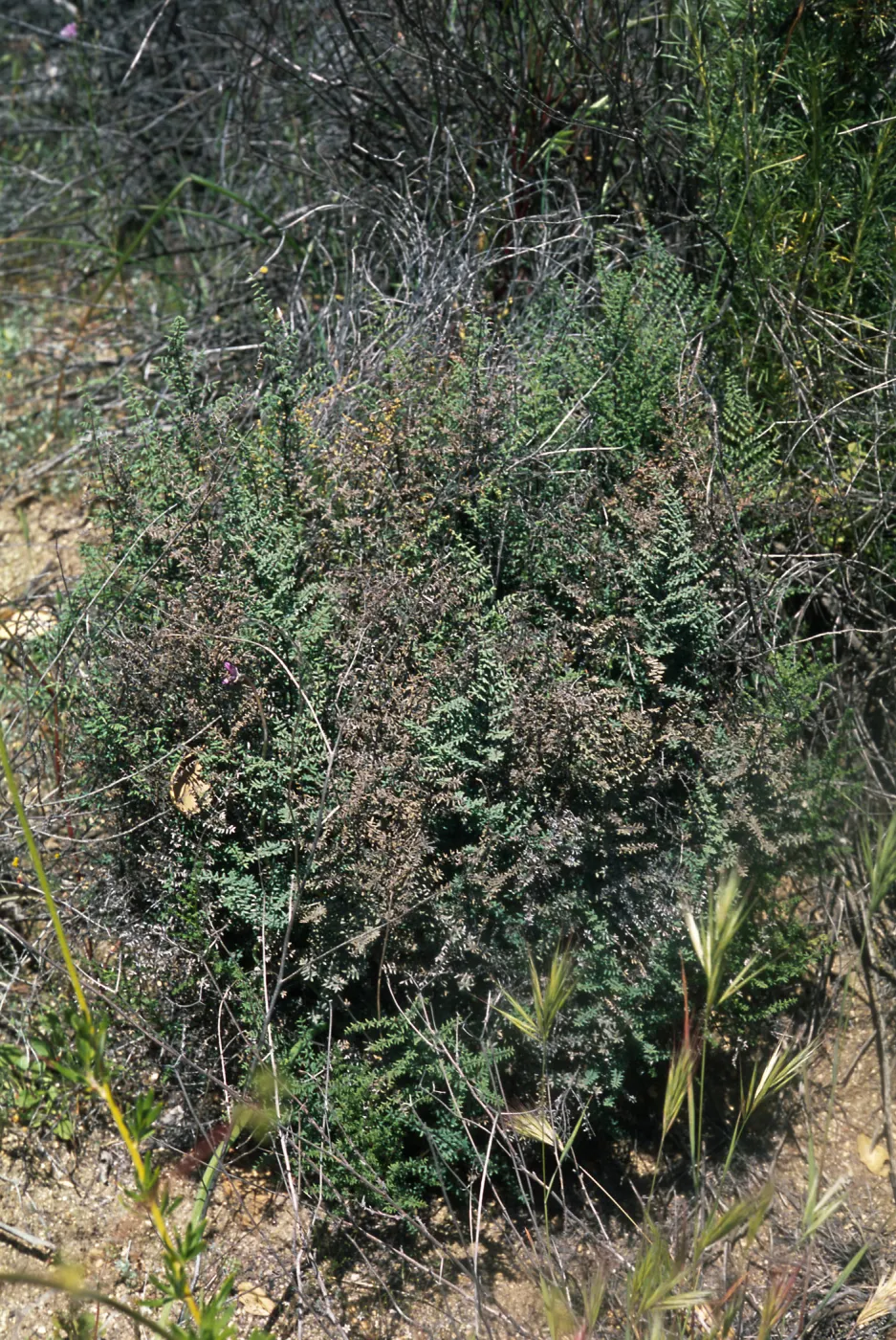Pellaea mucronata, Cleveland National Forest, North side of Hauser Mtn, south of Morena Lake and northwest of Cameron Corners