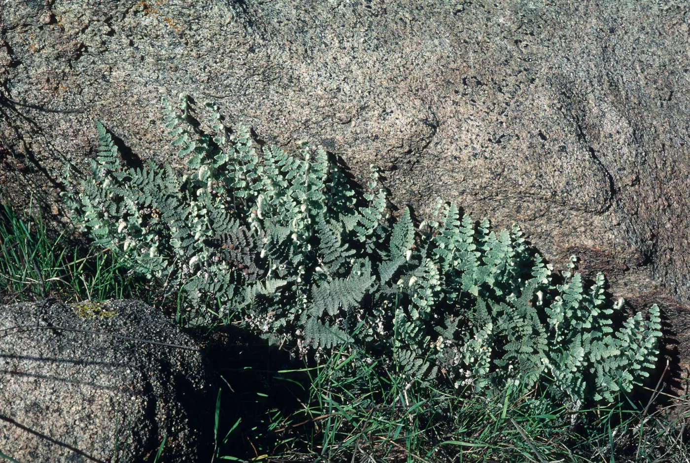 Pentagramma triangularis, South Coast: Gavilan Hills nesar Riverside, Riverside County