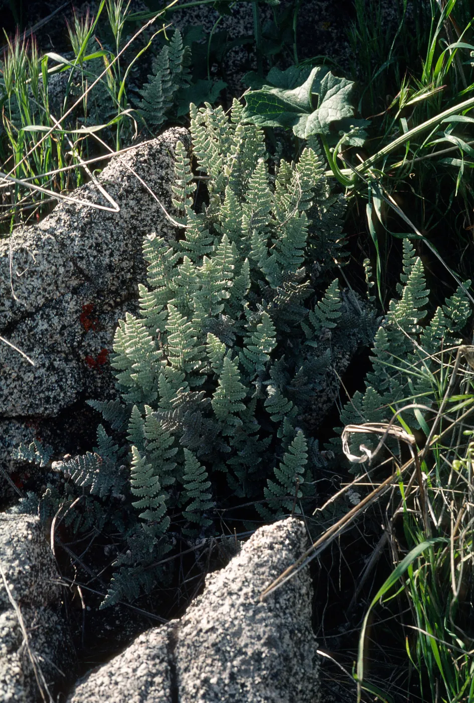 Pentagramma triangularis, South Coast Gavalin Hills near Riverside, Riverside County.