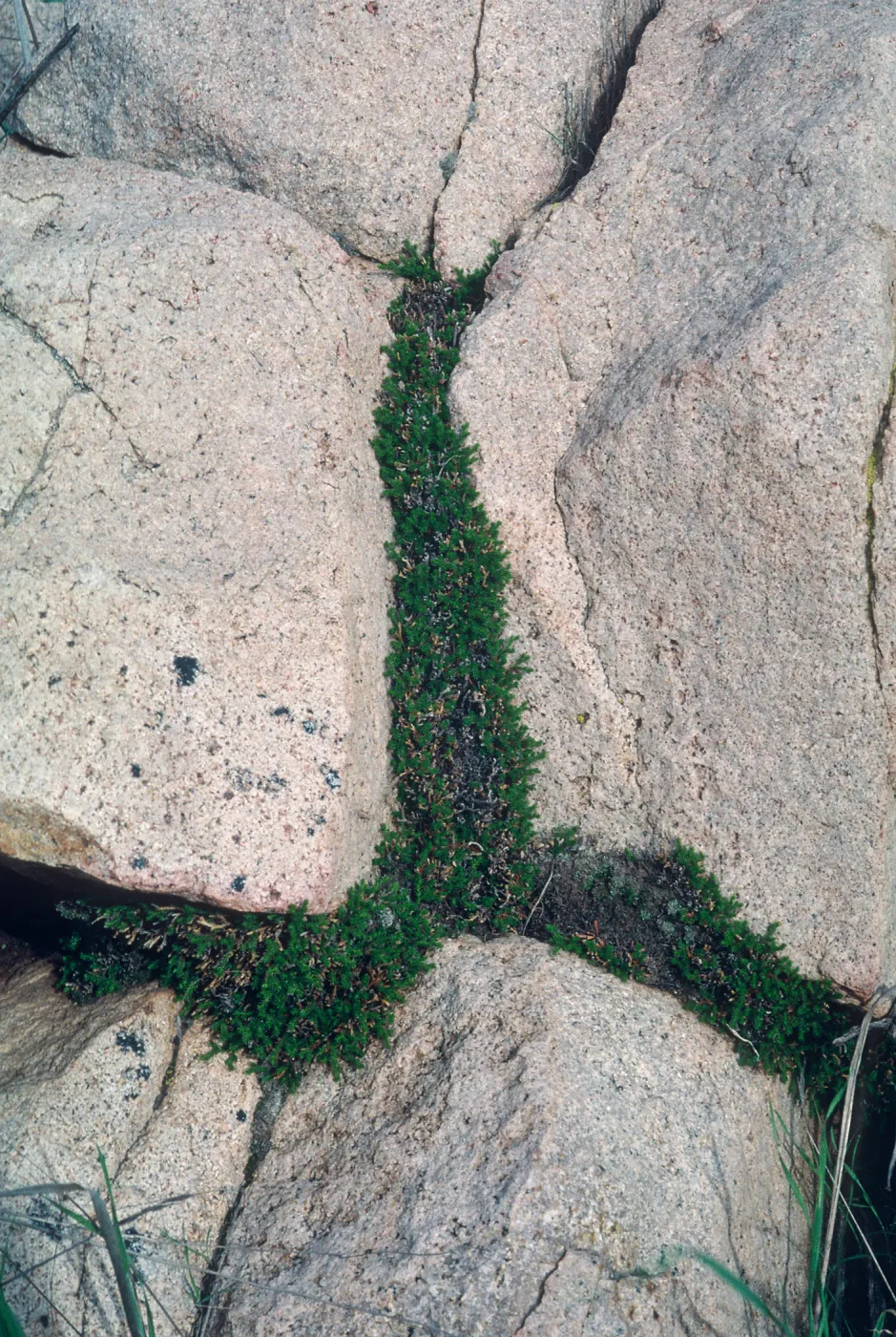 Selaginella bigelovii, Gavalin Hills near Riverside, Riverside County