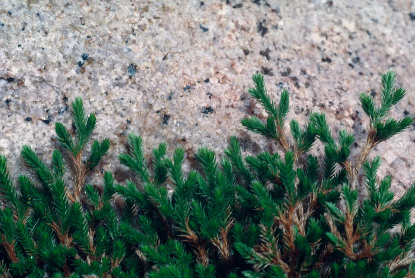 Selaginella bigelovii, Gavalin Hills near Riverside, Riverside County