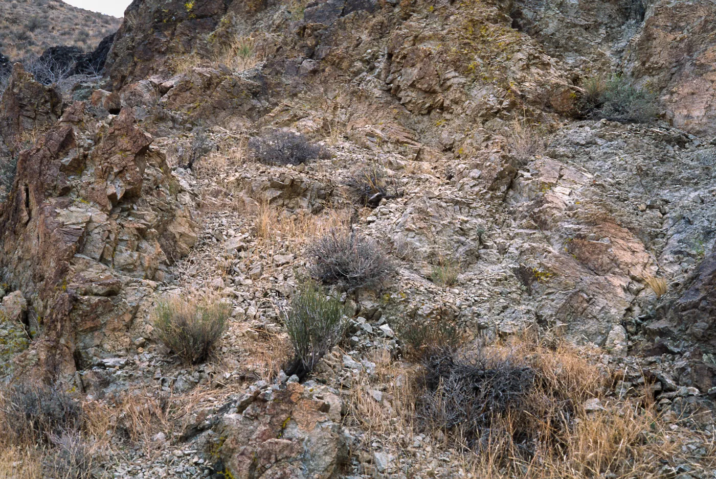 Ephedra funerea, Mojave Desert, MCAGCC, Lavic Lake Training Area, San Bernardino County
