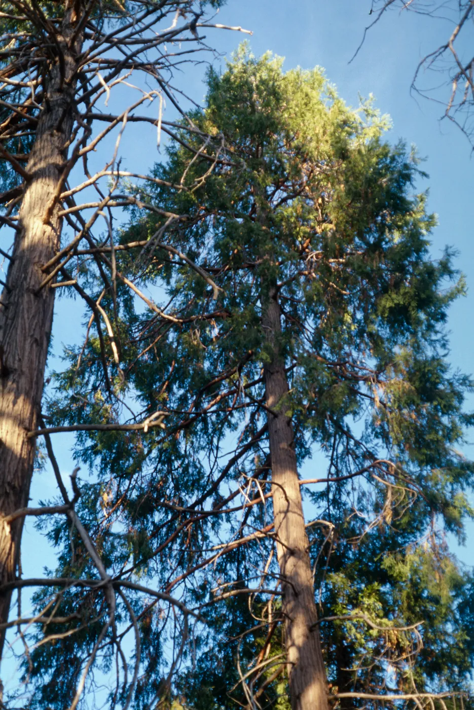 Calocedrus decurrens