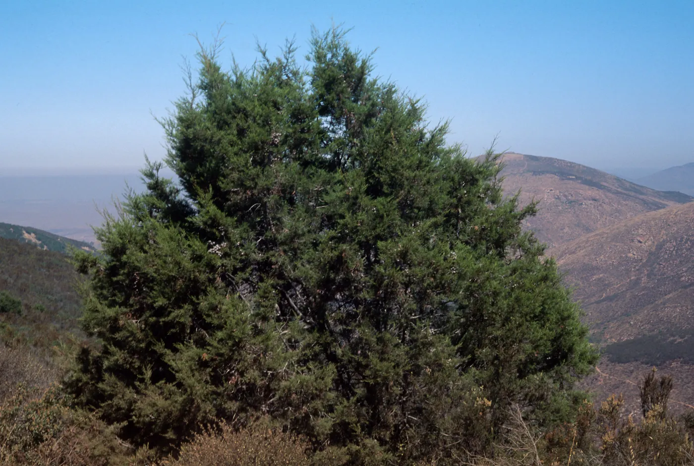 Cupressus forbesii, Otay Mountains, San Diego County