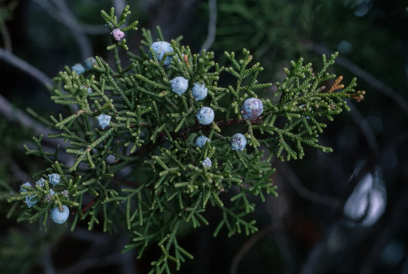 Juniperus californica, Base of Gavilan Peak, Riverside County