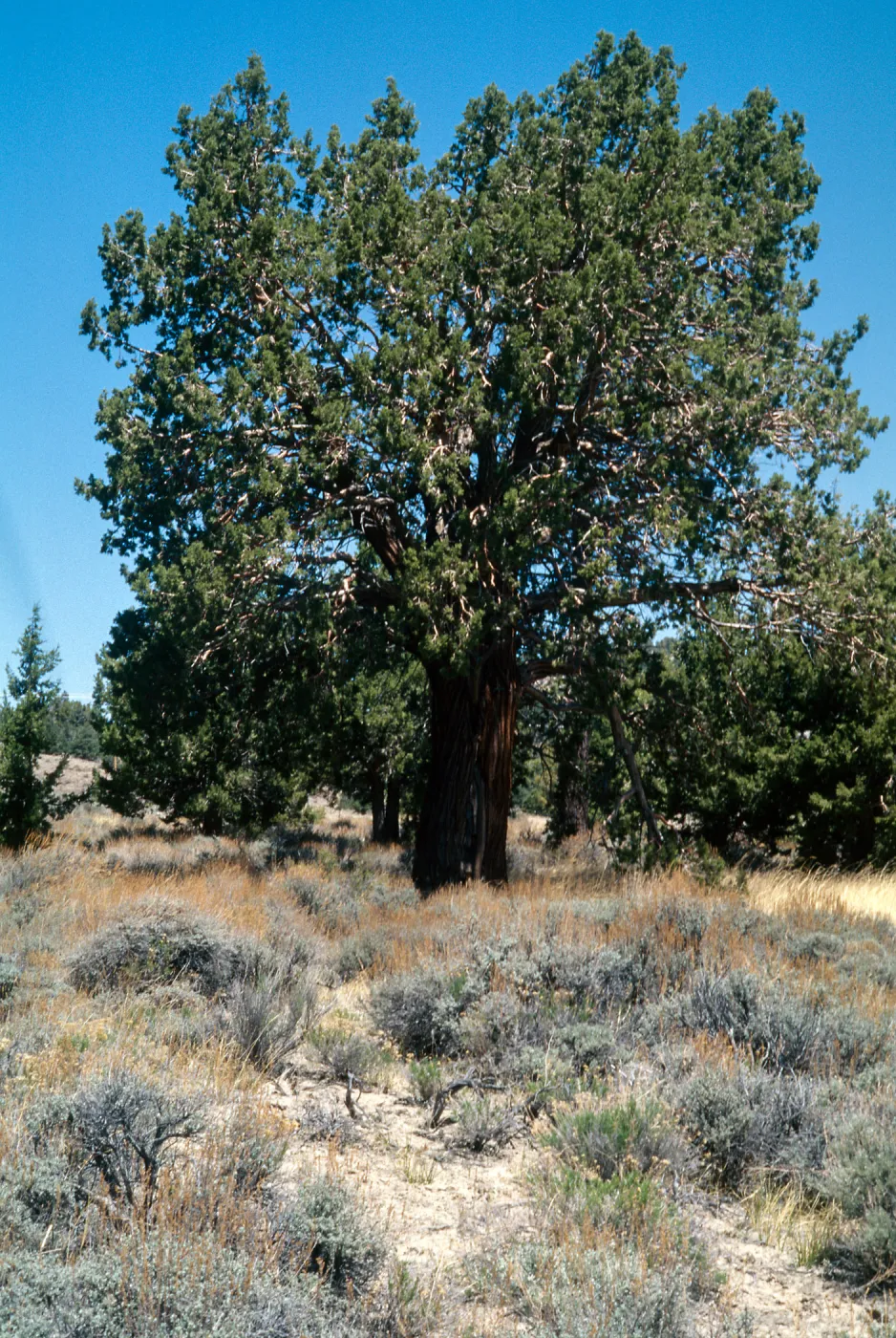 Juniperus occidentalis, Baldwin Lake, San Bernardino Mountains, 34.2898-1168191, San Bernardino County