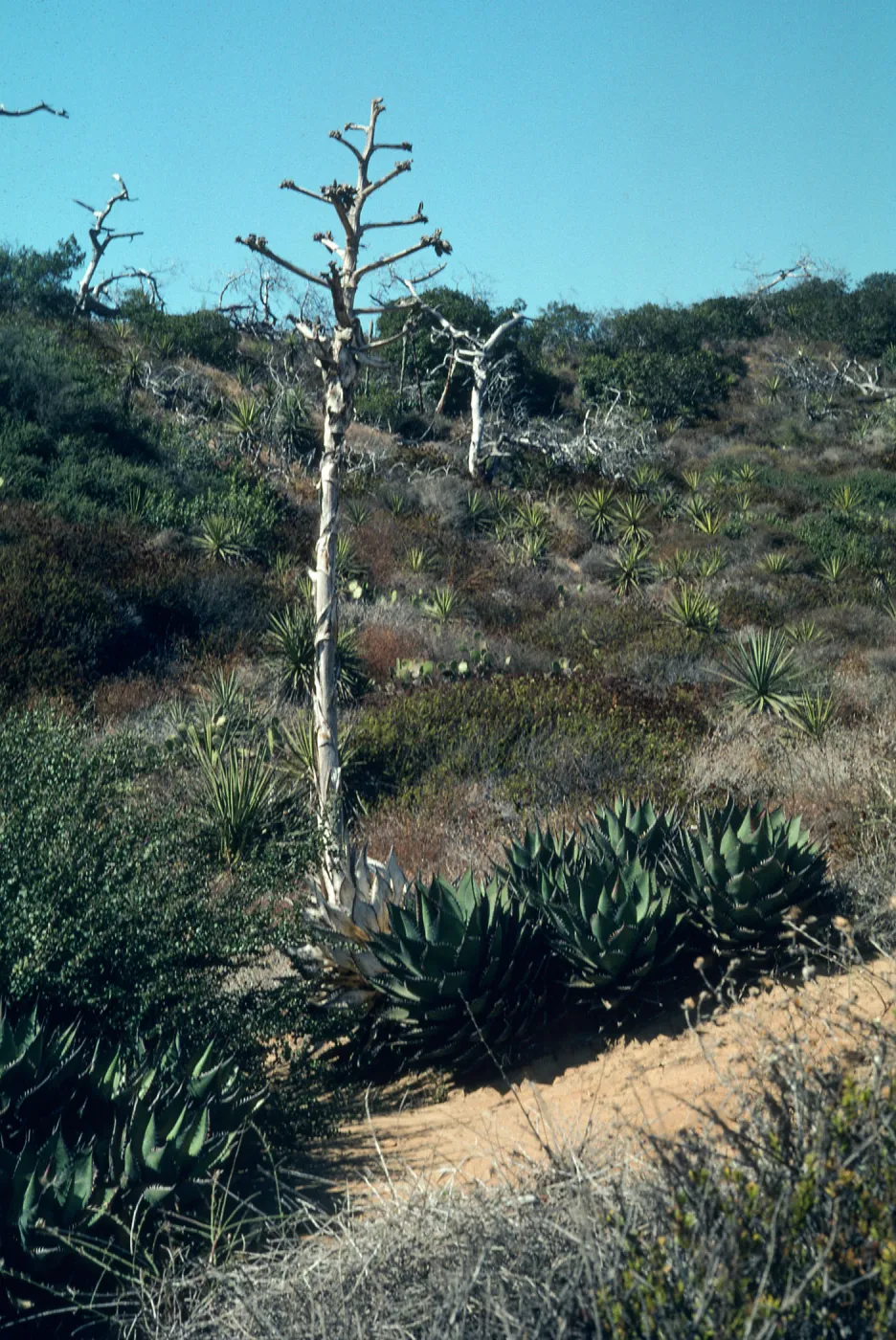 Agave shawii, Torrey Pines State Park, San Diego County