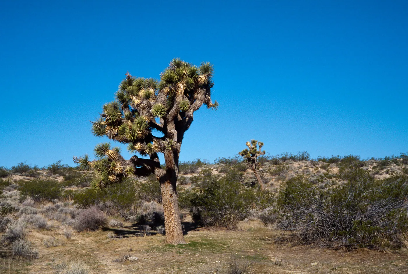 Yucca brevifolia, Fort Irwin, San Bernardino County