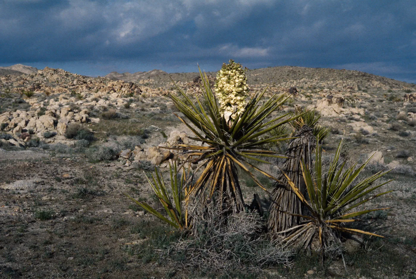 Yucca schidigera, Mojave Desert, MCAGCC, Bullion Training Area, San Bernardino County