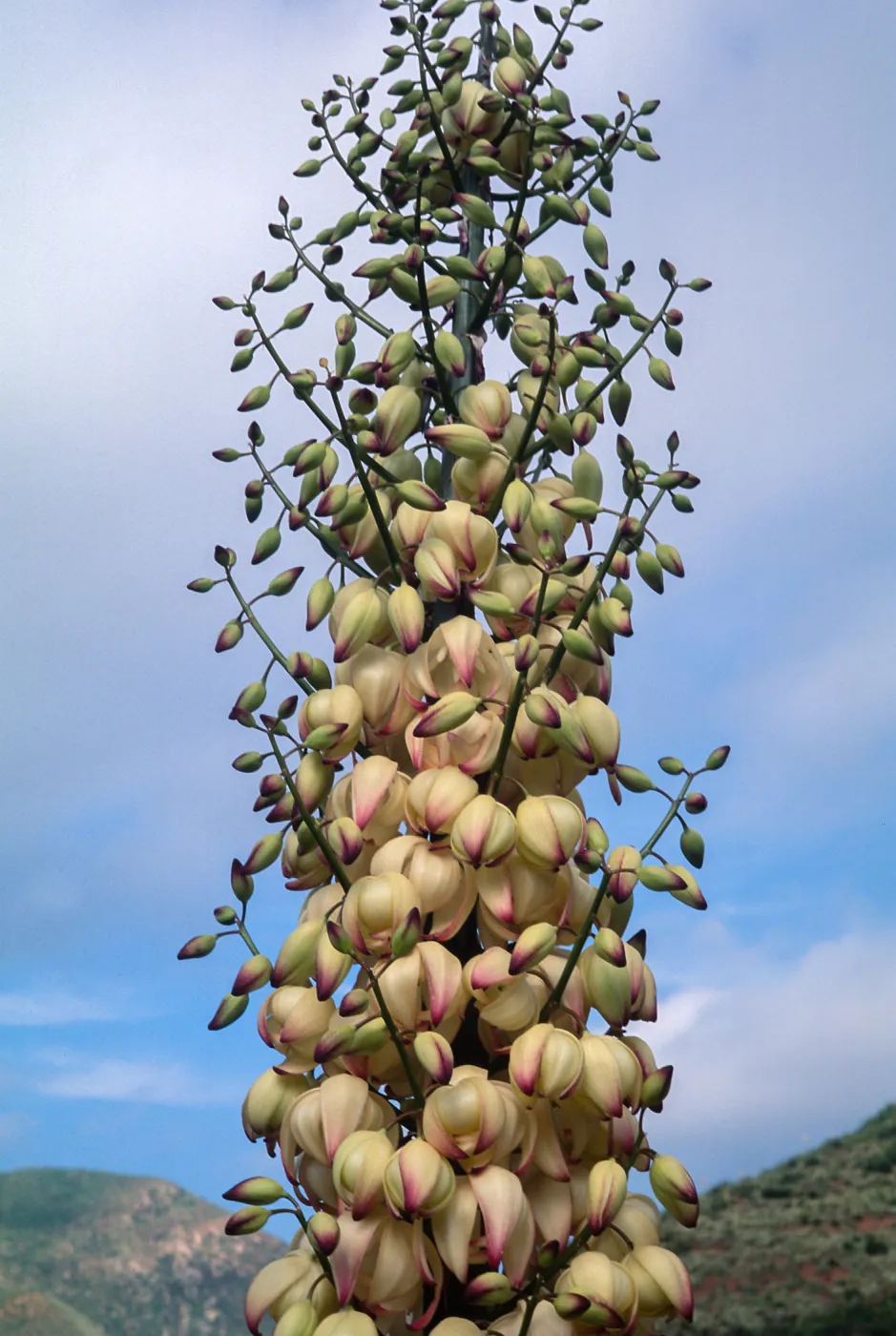Yucca whipplei, Ortega Hwy