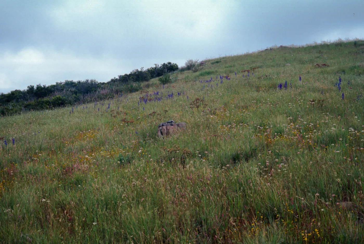 Allium munzii habitat