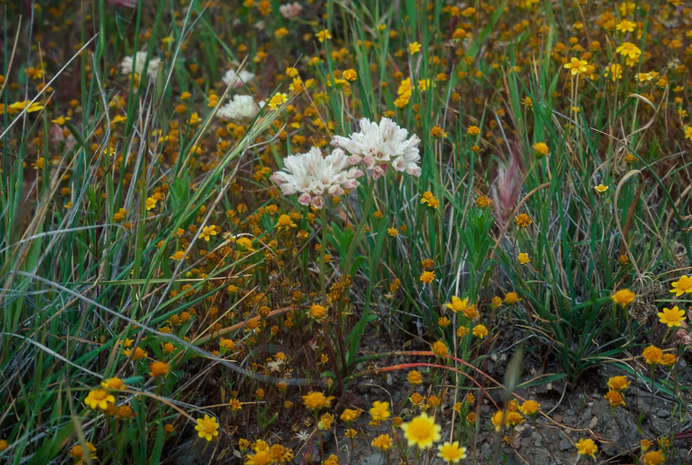 Allium munzii, Southern Santa Ana Mtns., Southeastern flank of Elsinore Peak at â€˜Onion Hill', a grassy knoll of clay soil c. 0.25 mi SE of radio towers, along old Main Divide Road track