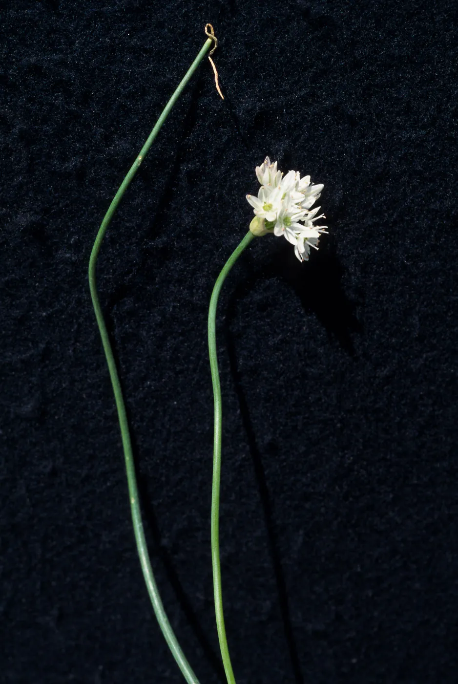 Allium munzii, cult.