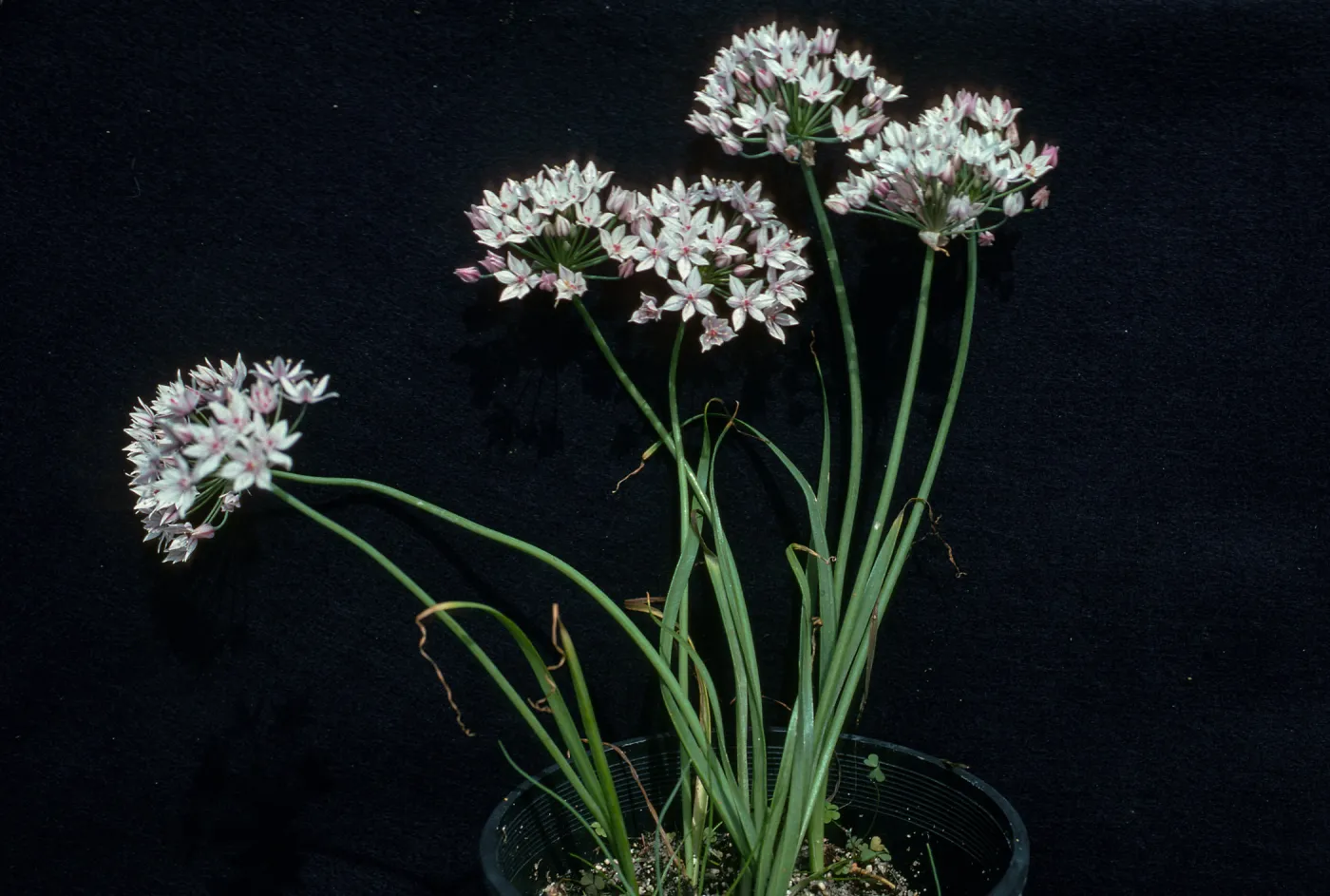 Allium praecox UCI, Orange County