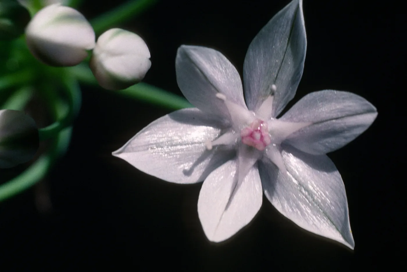 Allium praecox 