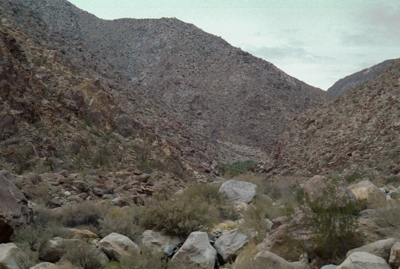 Washingtonia filifera, Palm Canyon, Anza Borrego State Park, San Diego County 