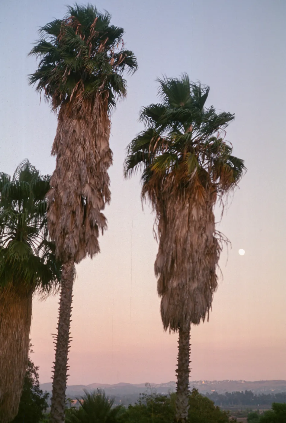 Washingtonia robusta, UCI Arb. Orange County