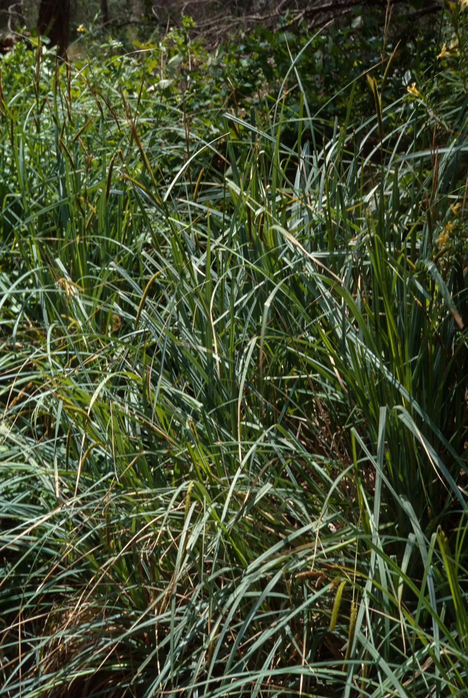 Carex spissa, Marron Valley