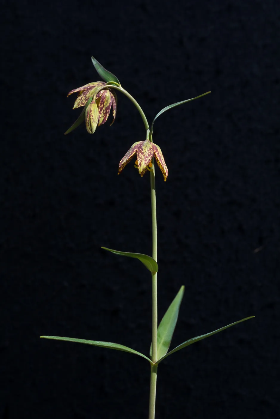 Fritillaria affinis var. affinis 