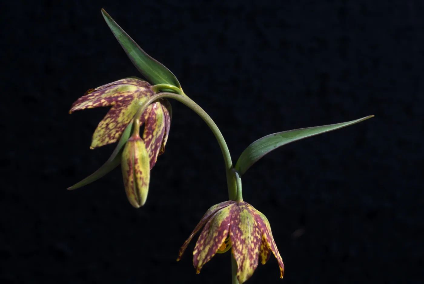 Fritillaria affinis var. affinis 