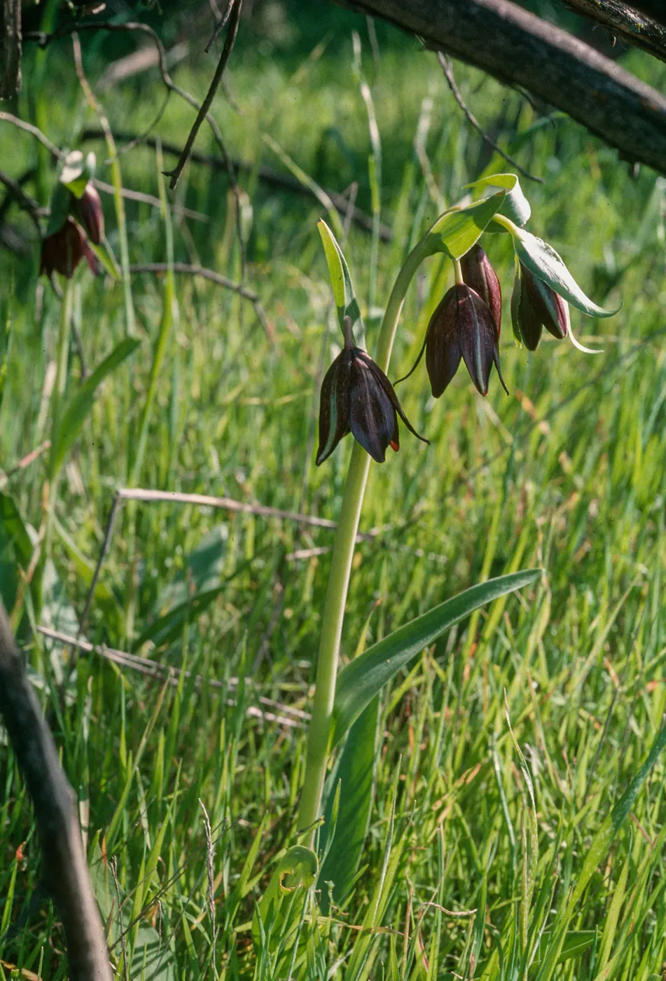 Fritillaria biflora, Hardford Spring County Park, Perris, California, Riverside County