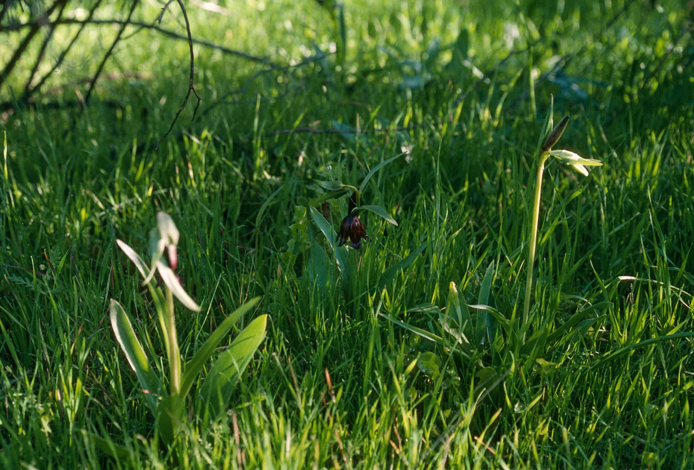 Fritillaria biflora, Hardford Spring County Park, Perris, California, Riverside County