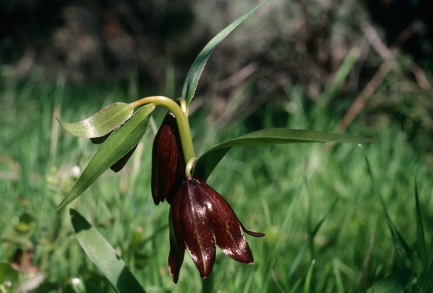 Fritillaria biflora, Hardford Spring County Park, Perris, California, Riverside County