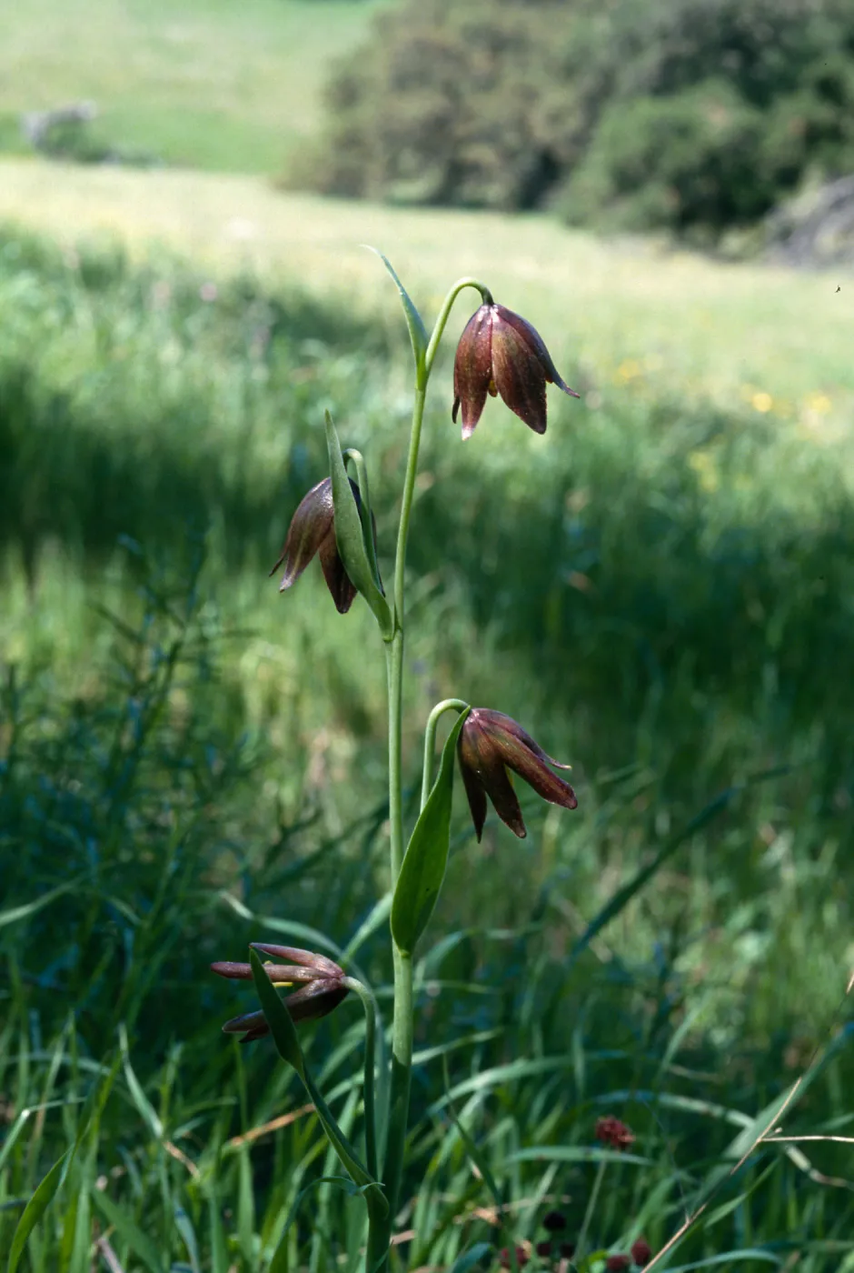 Fritillaria biflora, Hardford Spring County Park, Perris, California, Riverside County